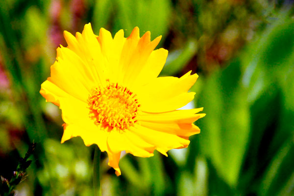 Flower near the parking lot